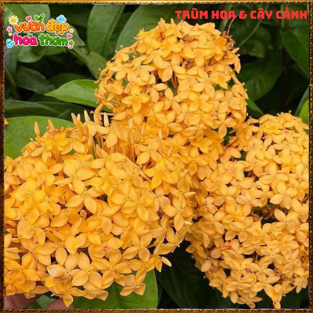 Chậu Hoa Trang Mỹ Vàng Chùm Lớn