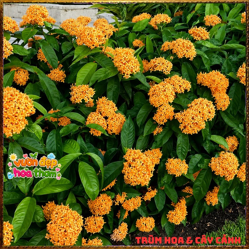 Chậu Hoa Trang Mỹ Vàng Chùm Lớn - Ảnh 12