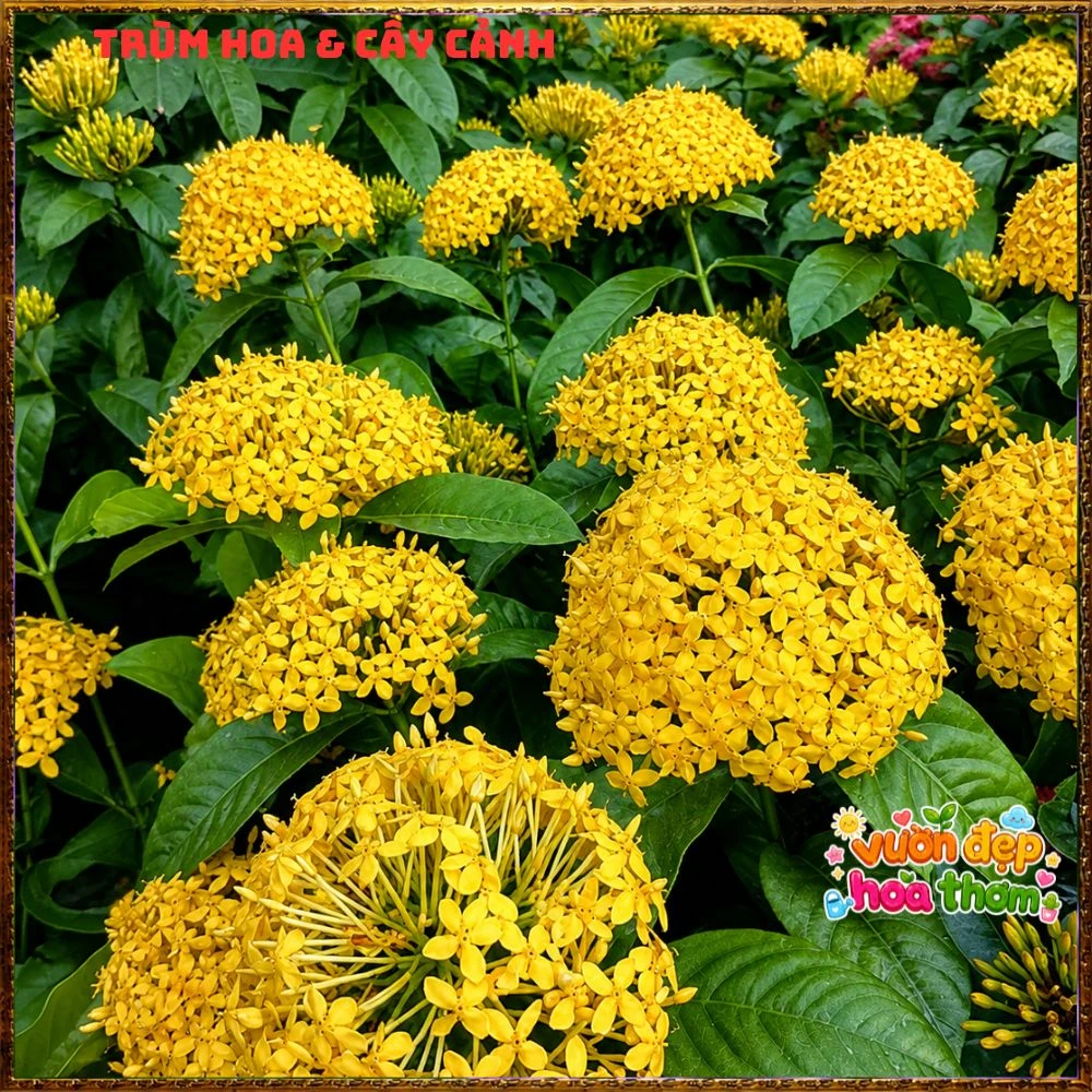 Chậu Hoa Trang Mỹ Vàng Chùm Lớn - Ảnh 13