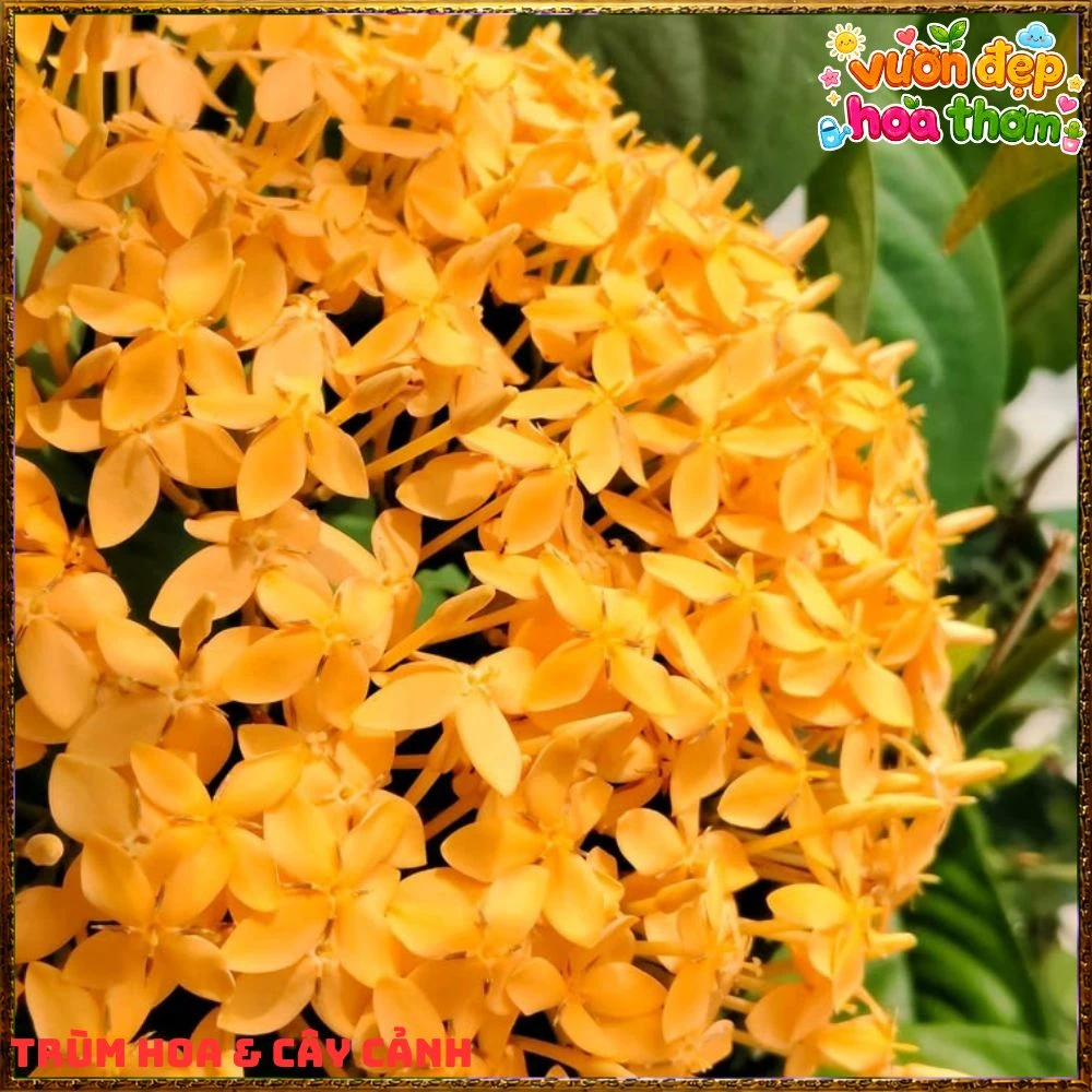 Chậu Hoa Trang Mỹ Vàng Chùm Lớn - Ảnh 14