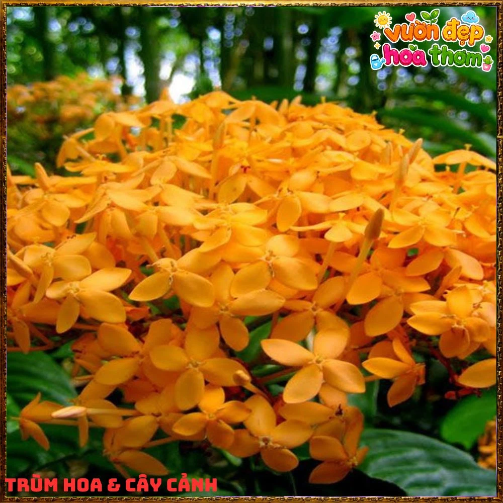 Chậu Hoa Trang Mỹ Vàng Chùm Lớn - Ảnh 15