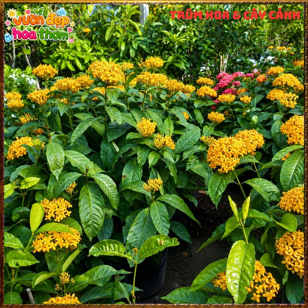 Chậu Hoa Trang Mỹ Vàng Chùm Lớn - Ảnh 16