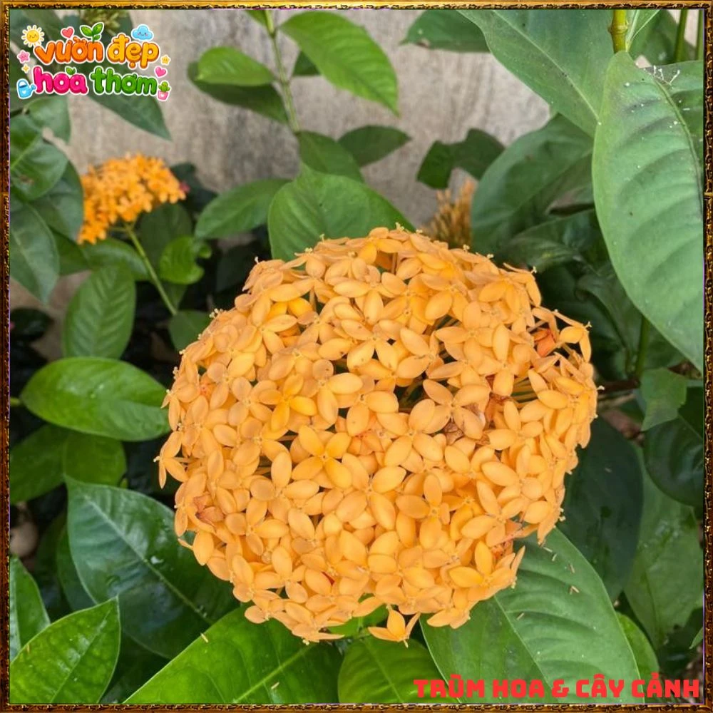 Chậu Hoa Trang Mỹ Vàng Chùm Lớn - Ảnh 17