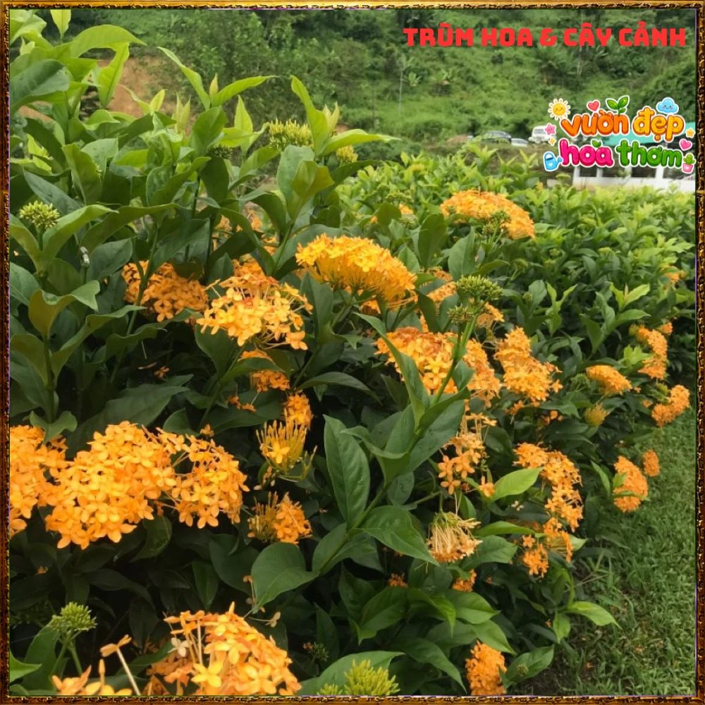Chậu Hoa Trang Mỹ Vàng Chùm Lớn - Ảnh 18