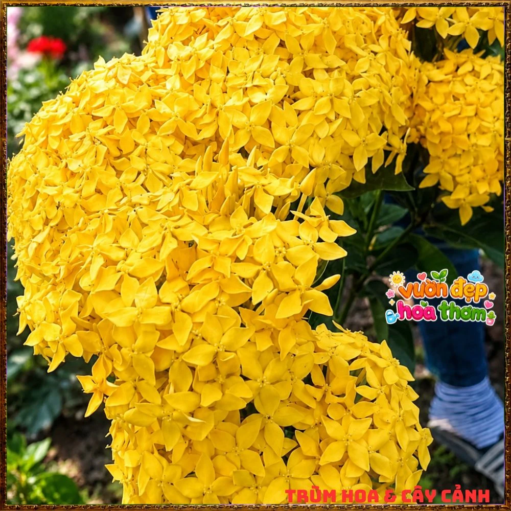 Chậu Hoa Trang Mỹ Vàng Chùm Lớn - Ảnh 19