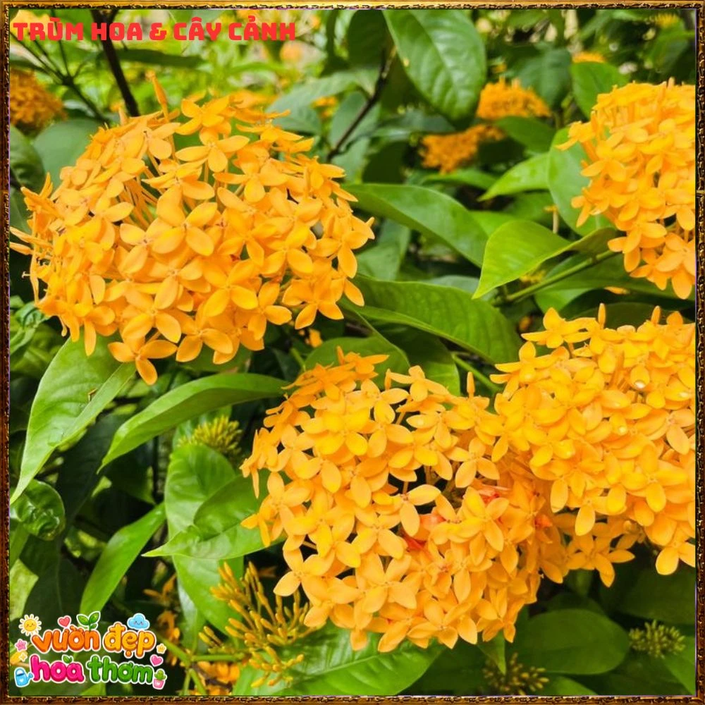 Chậu Hoa Trang Mỹ Vàng Chùm Lớn - Ảnh 20
