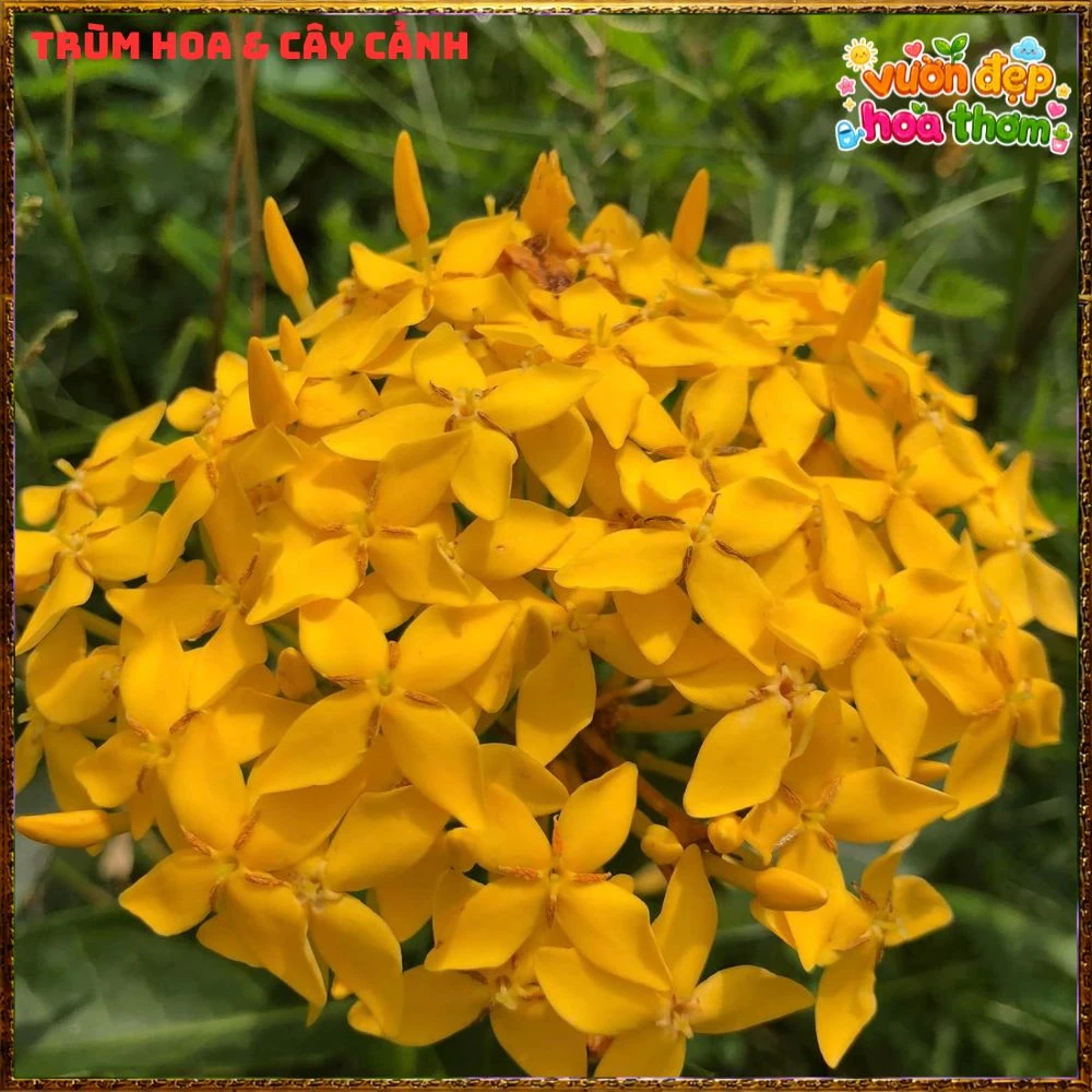 Chậu Hoa Trang Mỹ Vàng Chùm Lớn - Ảnh 3