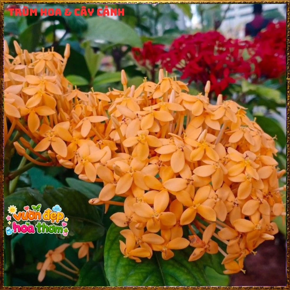 Chậu Hoa Trang Mỹ Vàng Chùm Lớn - Ảnh 4