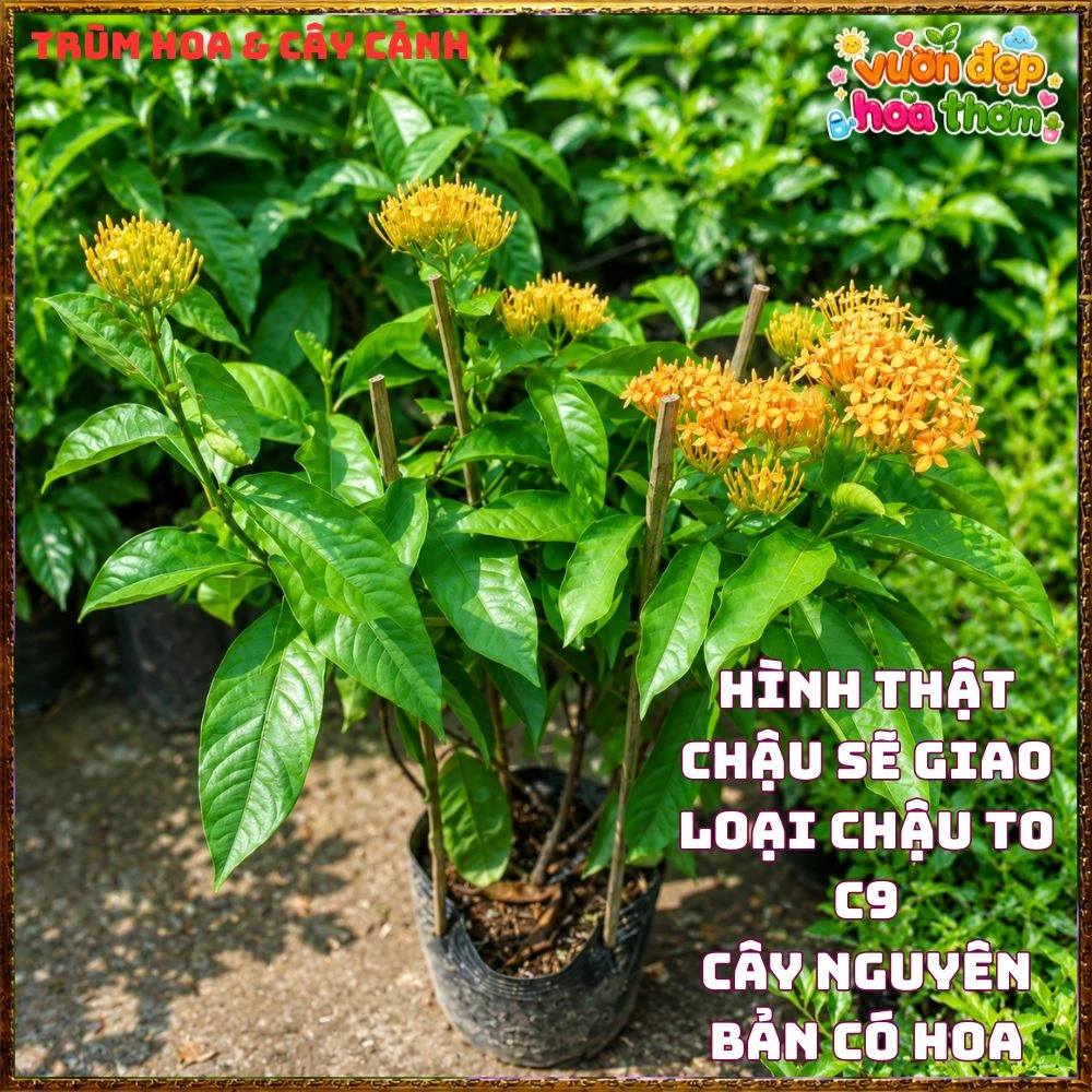 Chậu Hoa Trang Mỹ Vàng Chùm Lớn - Ảnh 5