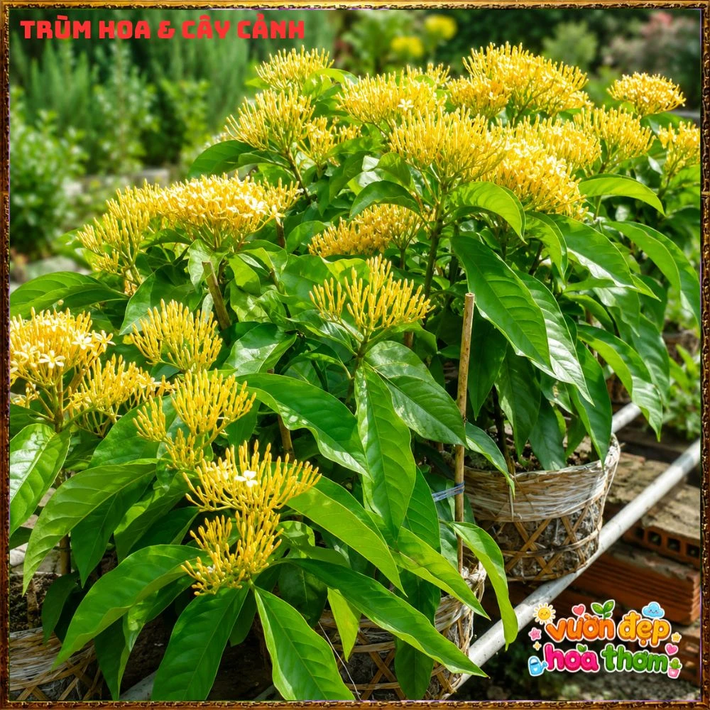 Chậu Hoa Trang Mỹ Vàng Chùm Lớn - Ảnh 6