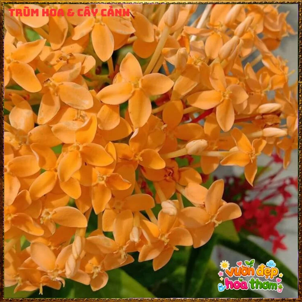 Chậu Hoa Trang Mỹ Vàng Chùm Lớn - Ảnh 9