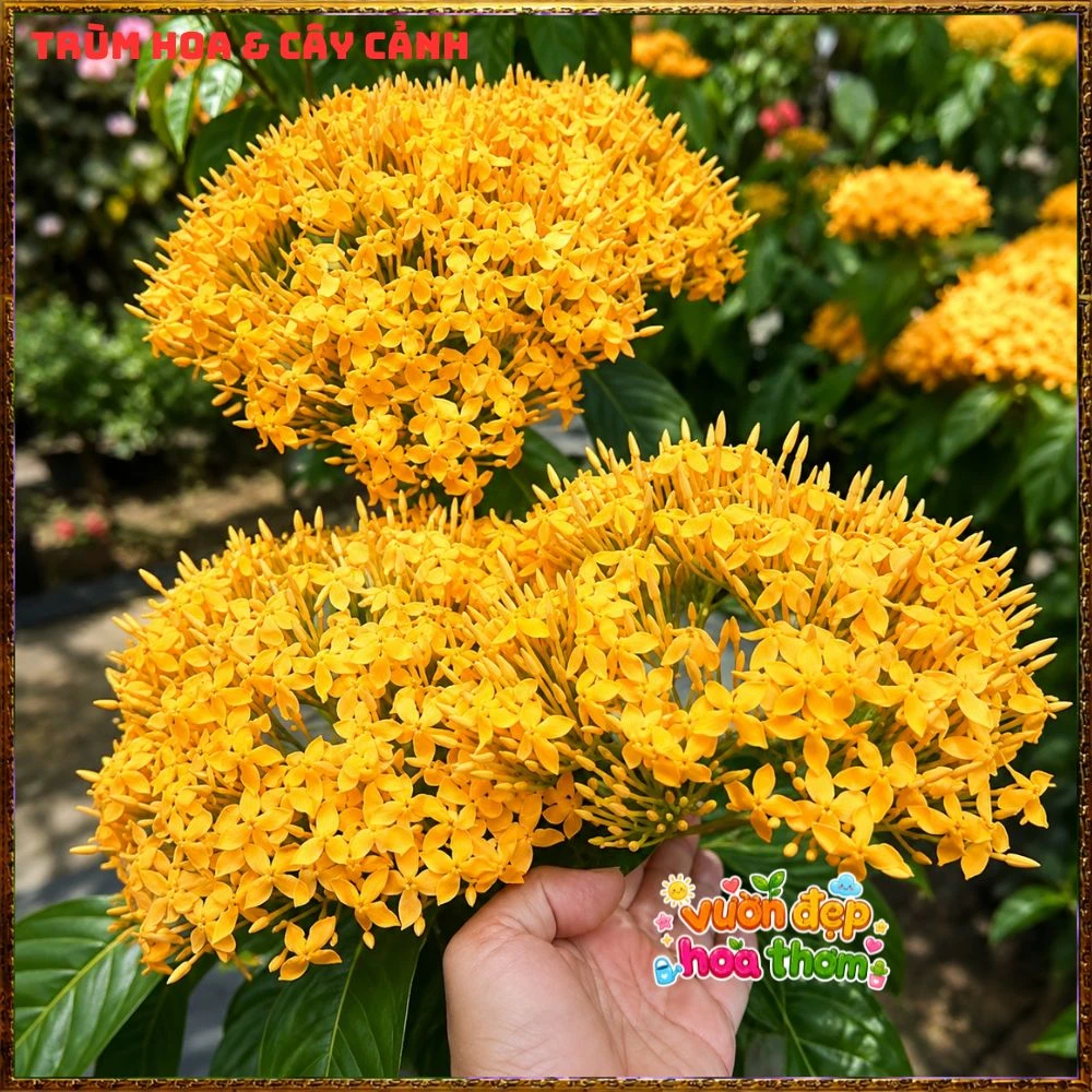 Chậu Hoa Trang Mỹ Vàng Chùm Lớn - Ảnh 10