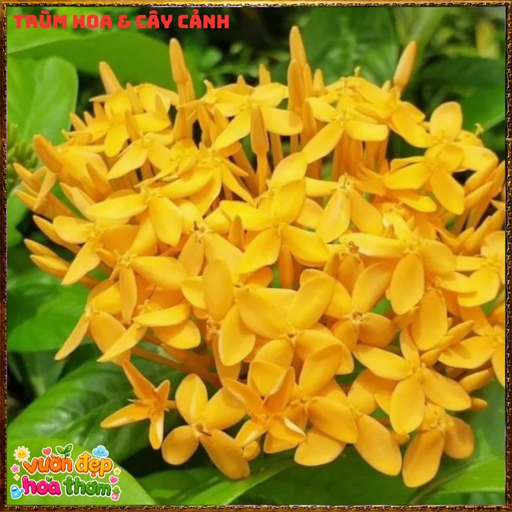 Chậu Hoa Trang Mỹ Vàng Chùm Lớn - Ảnh 11