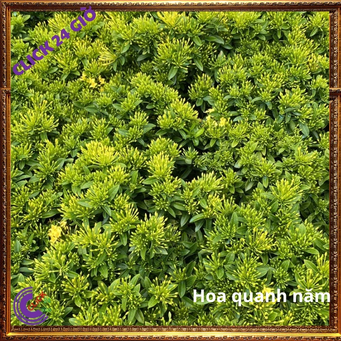 Chậu HOA TRANG VÀNG LÁ NHỎ - Ảnh 8