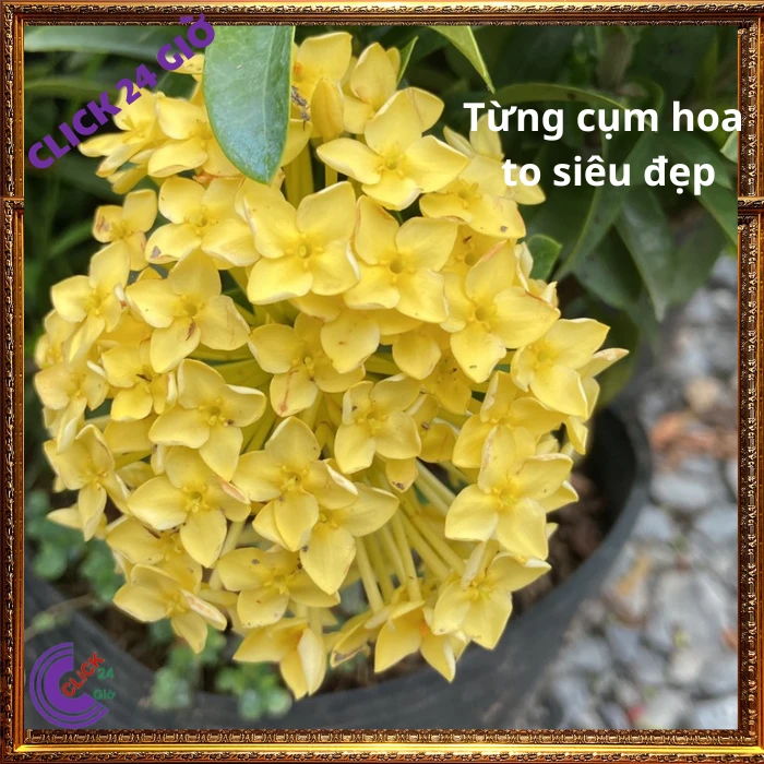 Chậu HOA TRANG VÀNG LÁ NHỎ - Ảnh 4