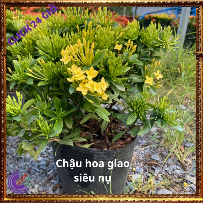 Chậu HOA TRANG VÀNG LÁ NHỎ - Ảnh 5