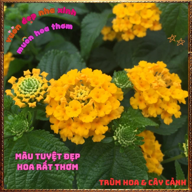 Chậu hoa ngũ sắc VÀNG NGỌC giống bụi trồng chậu siêu xinh thơm ngát - Ảnh 9