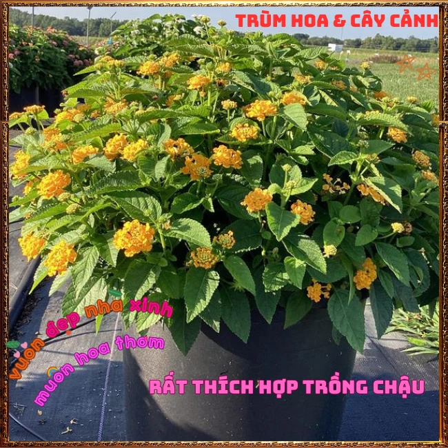 Chậu hoa ngũ sắc VÀNG NGỌC giống bụi trồng chậu siêu xinh thơm ngát - Ảnh 10