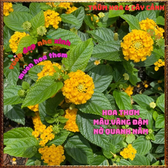 Chậu hoa ngũ sắc VÀNG NGỌC giống bụi trồng chậu siêu xinh thơm ngát - Ảnh 11