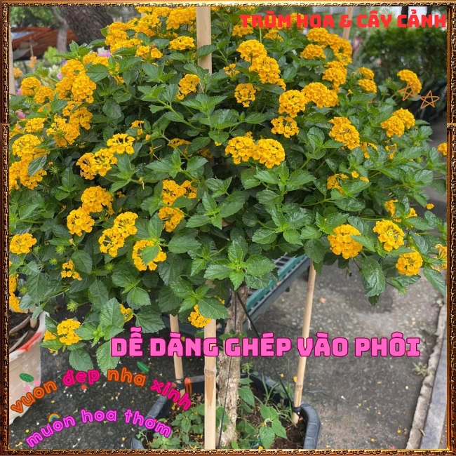 Chậu hoa ngũ sắc VÀNG NGỌC giống bụi trồng chậu siêu xinh thơm ngát - Ảnh 12