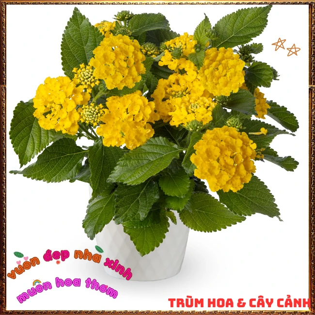 Chậu hoa ngũ sắc VÀNG NGỌC giống bụi trồng chậu siêu xinh thơm ngát - Ảnh 13