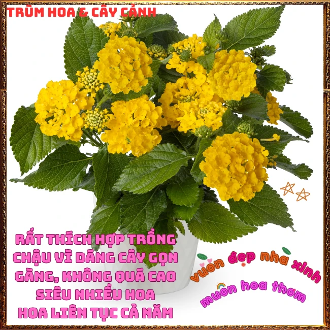 Chậu hoa ngũ sắc VÀNG NGỌC giống bụi trồng chậu siêu xinh thơm ngát - Ảnh 16