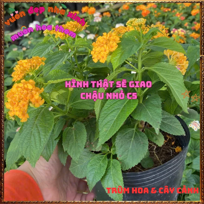 Chậu hoa ngũ sắc VÀNG NGỌC giống bụi trồng chậu siêu xinh thơm ngát - Ảnh 20
