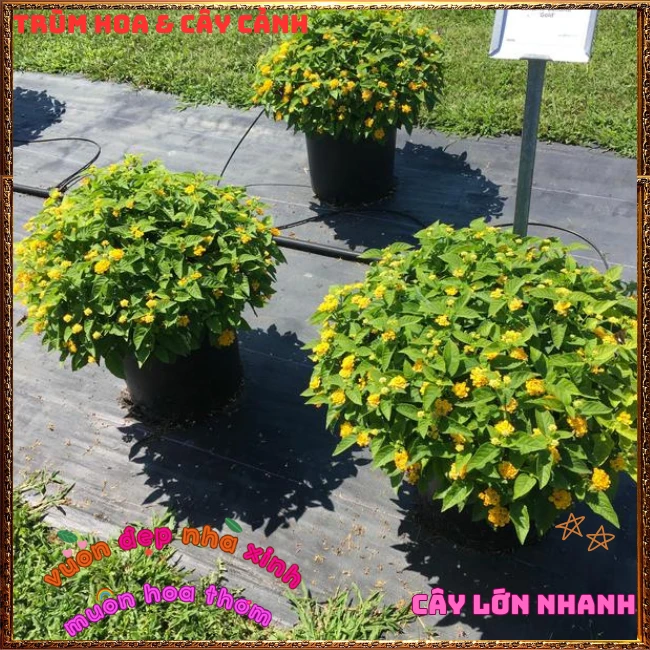 Chậu hoa ngũ sắc VÀNG NGỌC giống bụi trồng chậu siêu xinh thơm ngát - Ảnh 21