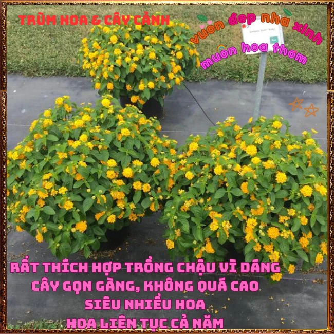 Chậu hoa ngũ sắc VÀNG NGỌC giống bụi trồng chậu siêu xinh thơm ngát - Ảnh 22