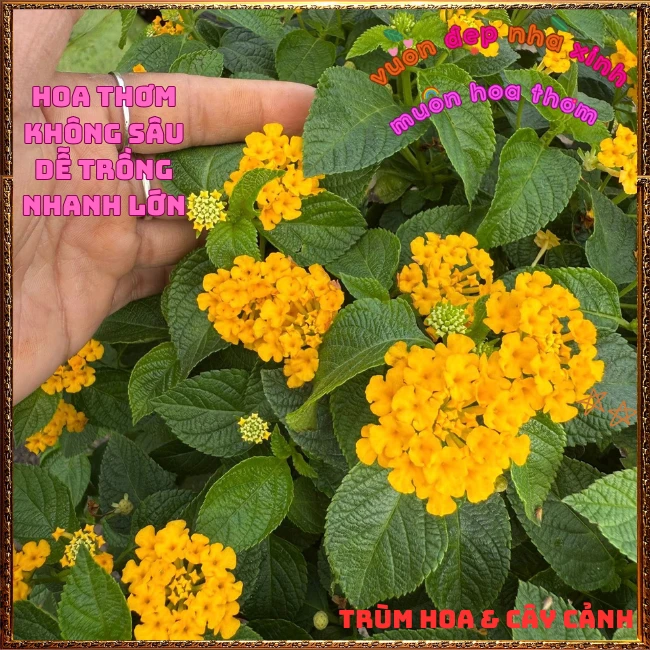 Chậu hoa ngũ sắc VÀNG NGỌC giống bụi trồng chậu siêu xinh thơm ngát - Ảnh 24