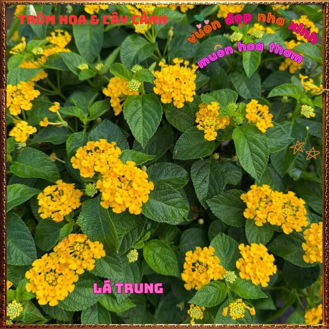 Chậu hoa ngũ sắc VÀNG NGỌC giống bụi trồng chậu siêu xinh thơm ngát - Ảnh 25
