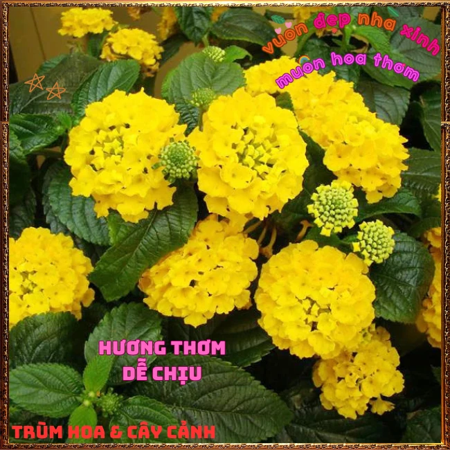 Chậu hoa ngũ sắc VÀNG NGỌC giống bụi trồng chậu siêu xinh thơm ngát - Ảnh 3