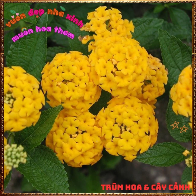 Chậu hoa ngũ sắc VÀNG NGỌC giống bụi trồng chậu siêu xinh thơm ngát - Ảnh 6