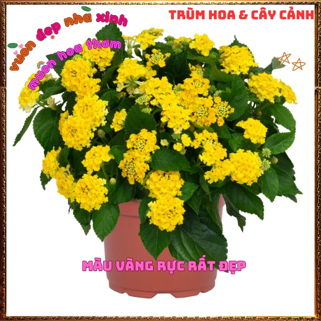 Chậu hoa ngũ sắc VÀNG NGỌC giống bụi trồng chậu siêu xinh thơm ngát - Ảnh 8